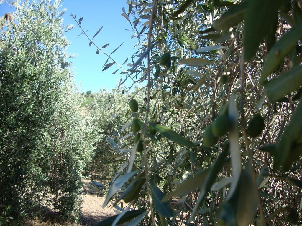 Agriturismo Podere Selvette Campagnatico Eksteriør billede